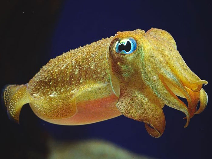 Сепія Сепія